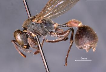 Media type: image;   Entomology 36006 Aspect: habitus lateral view